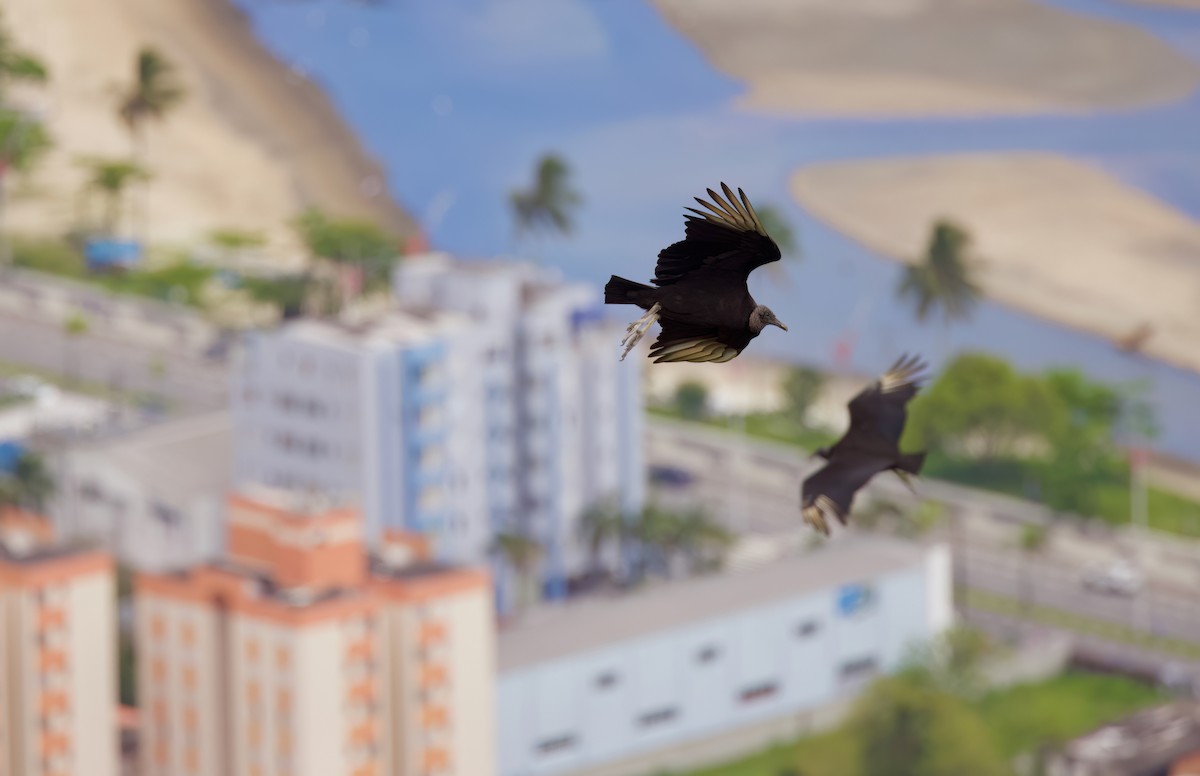 Катарта чорна - ML646335906