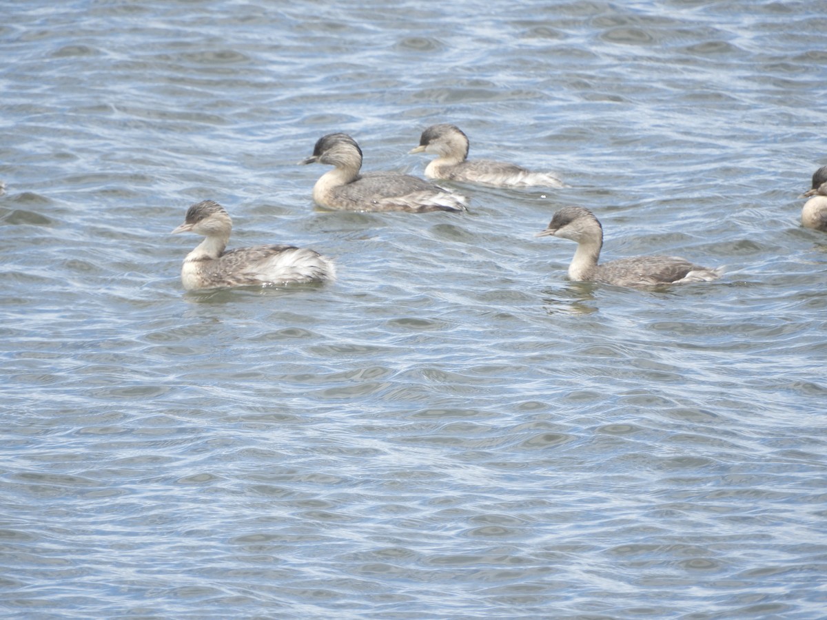 Hoary-headed Grebe - ML646335907