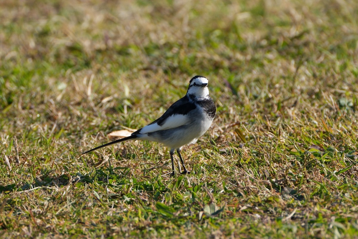 linerle - ML646335911