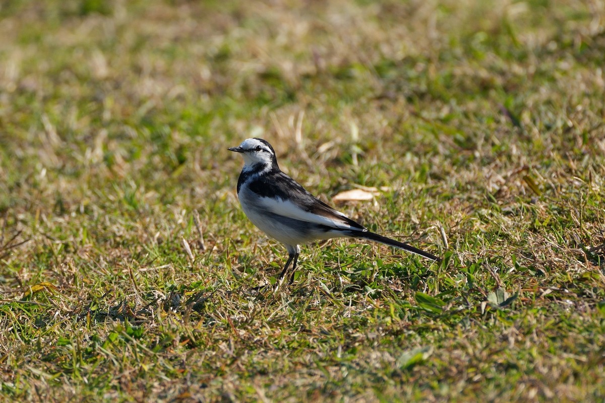 linerle - ML646335912