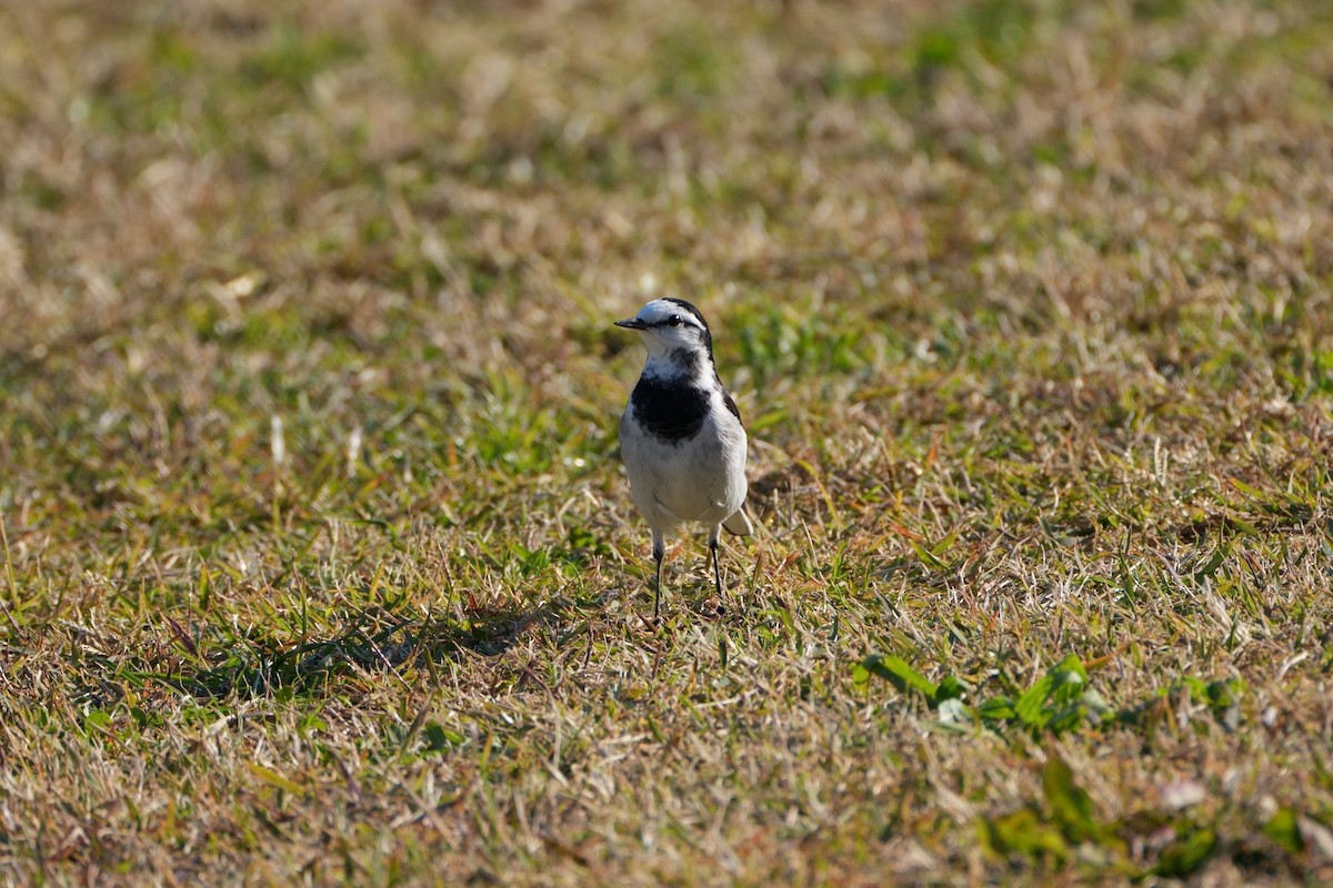 linerle - ML646335913