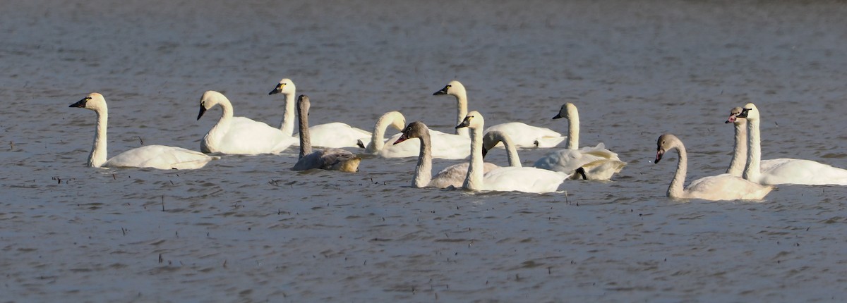 Tundra Swan - ML646335914