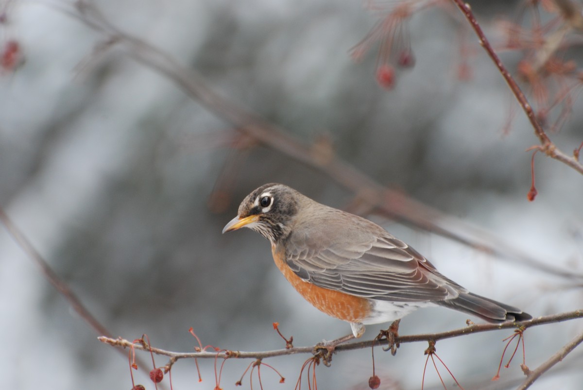 American Robin - ML646335916