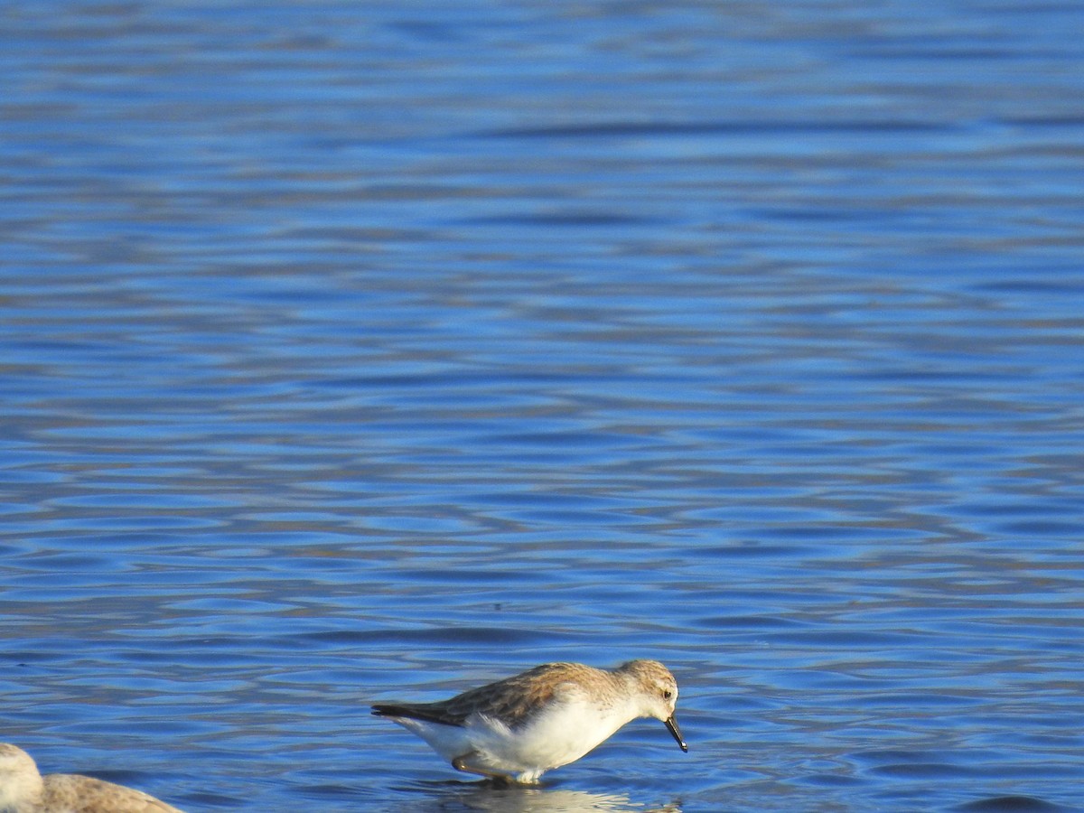 Semipalmated Sandpiper - ML646335917