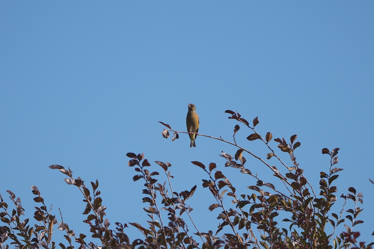 orientfink - ML646335919