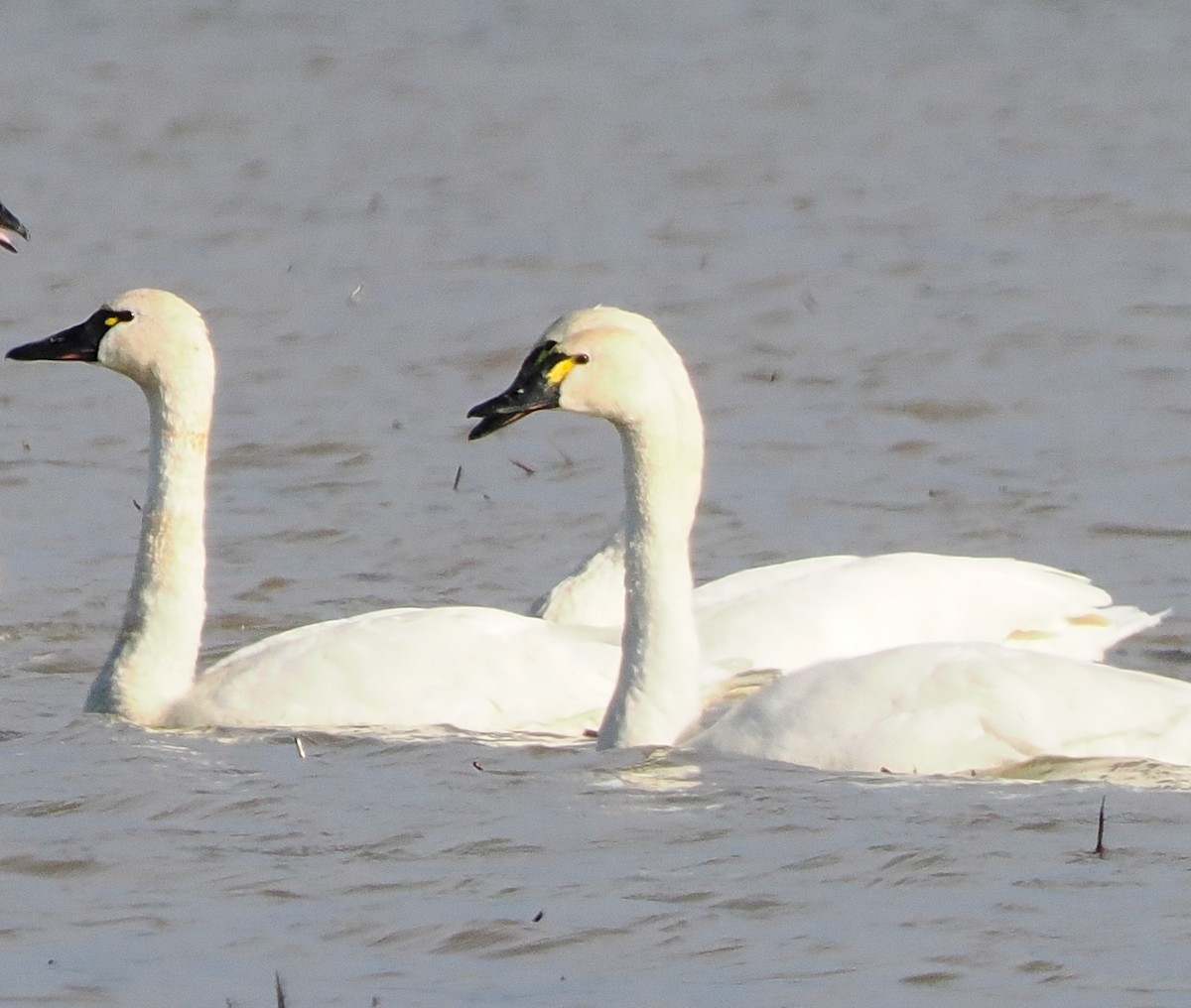 Tundra Swan - ML646335920