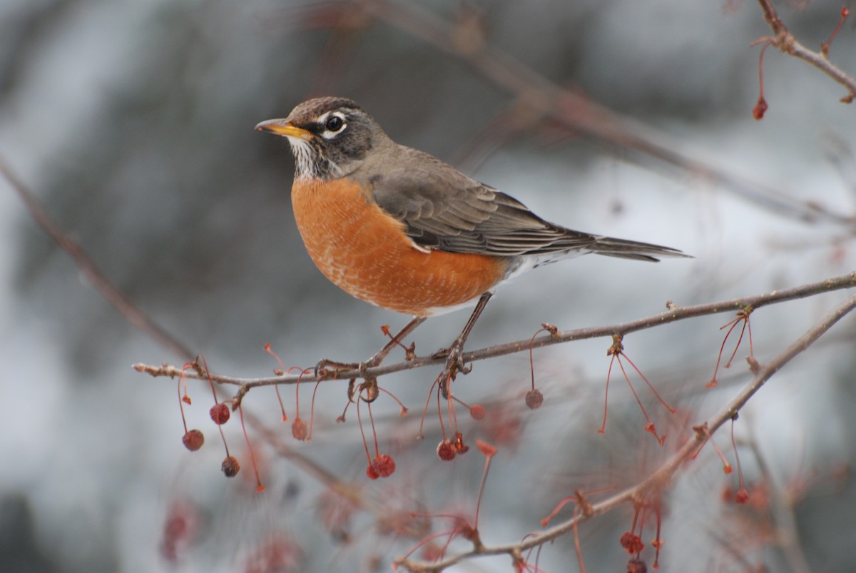 American Robin - ML646335922