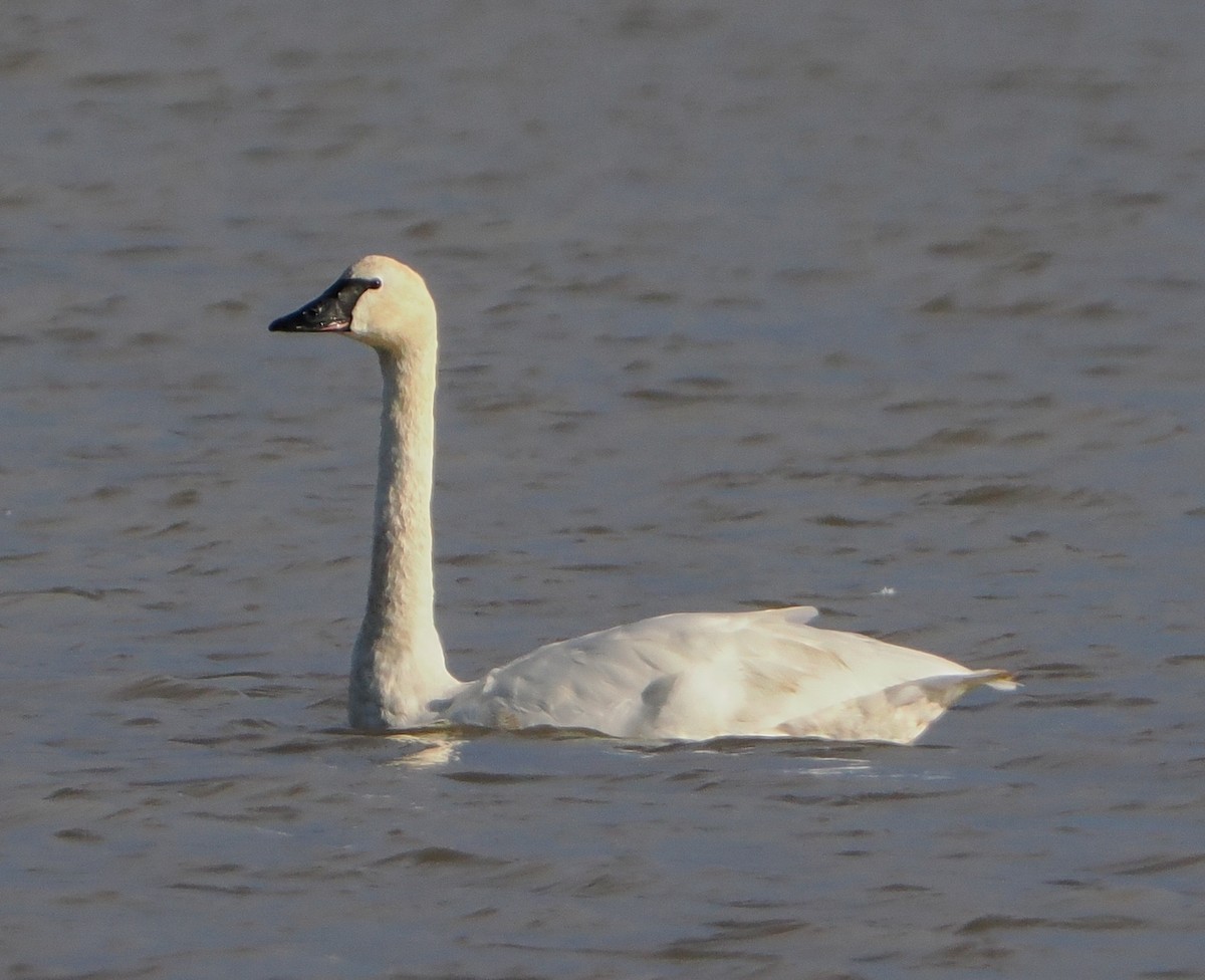 Tundra Swan - ML646335923