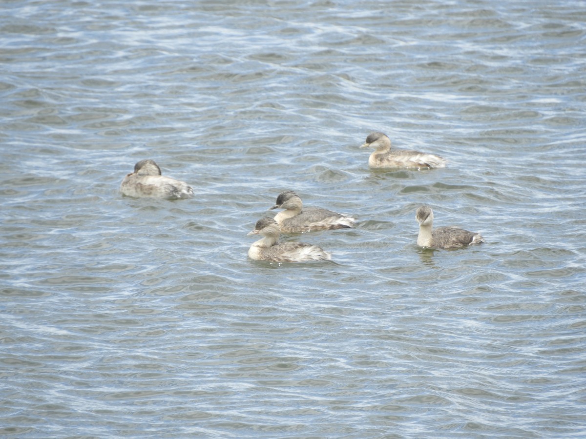 Hoary-headed Grebe - ML646335929