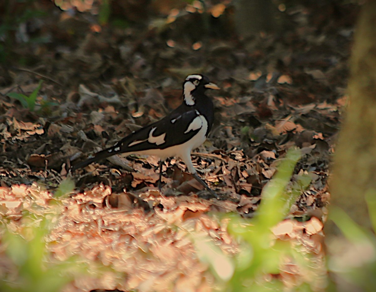 Magpie-lark - ML646335931