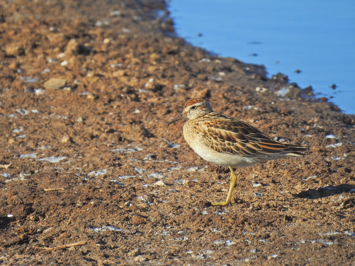 Sharp-tailed Sandpiper - ML646335947