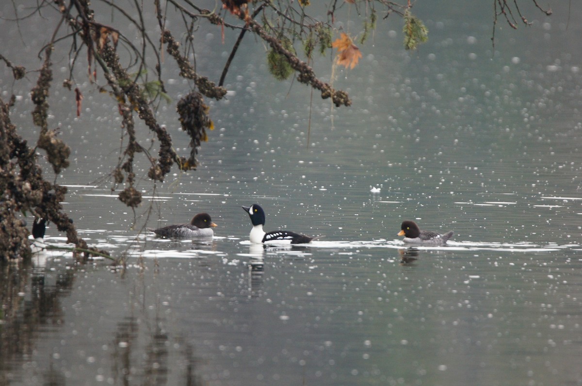 キタホオジロガモ - ML646335950