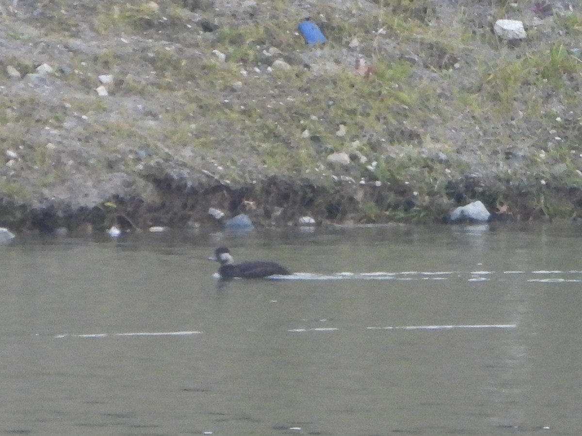 amerikasvartand - ML646335952