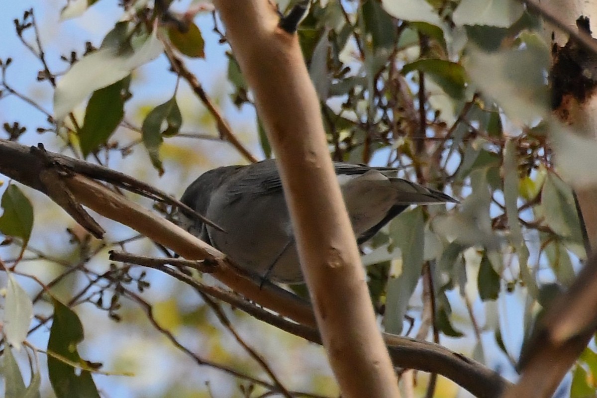 Gray Shrikethrush - ML646335954