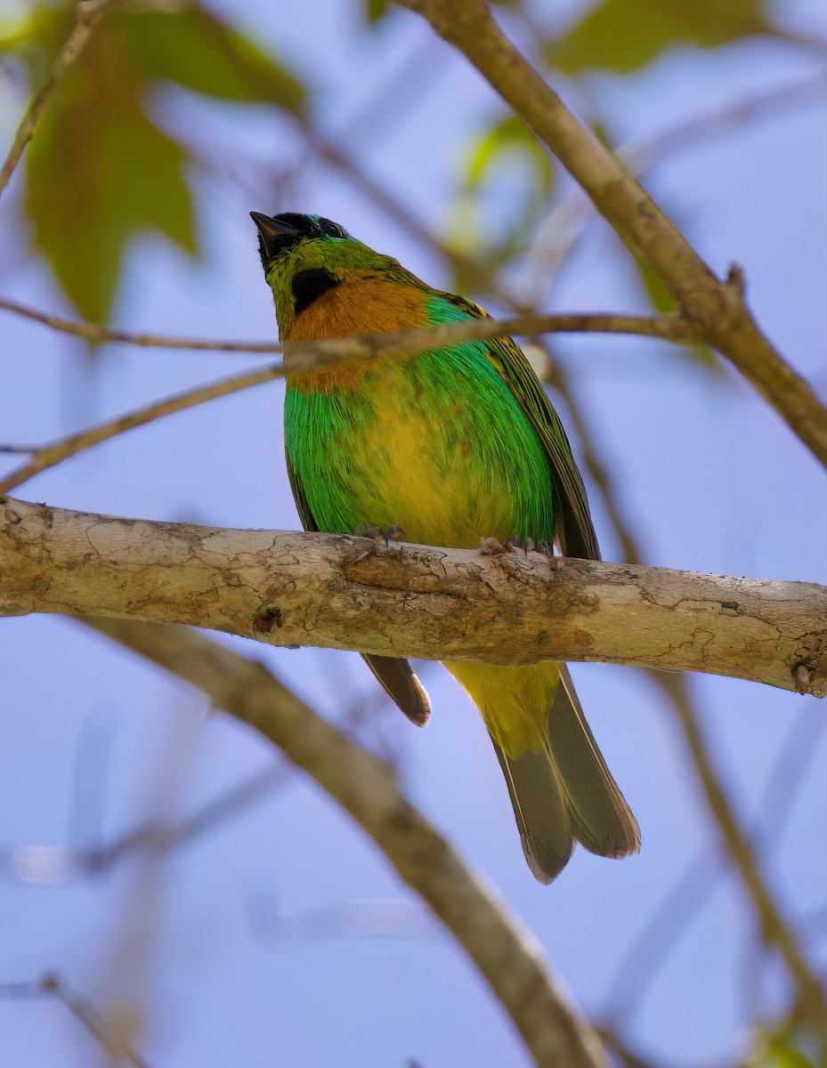 Танагра чорнолоба - ML646335955