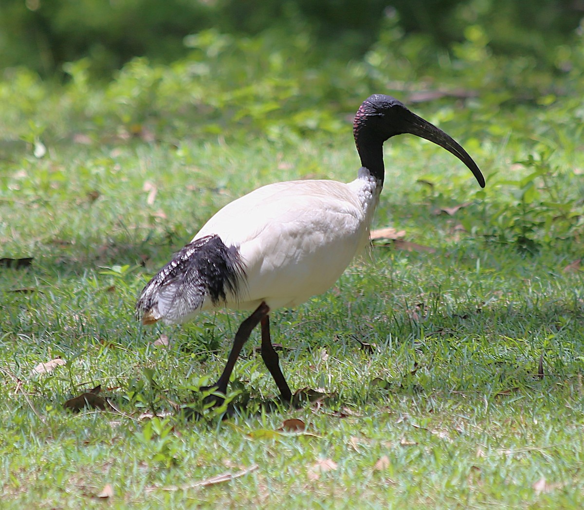 Australian Ibis - ML646335959