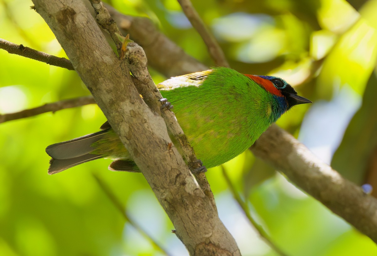 Red-necked Tanager - ML646335961