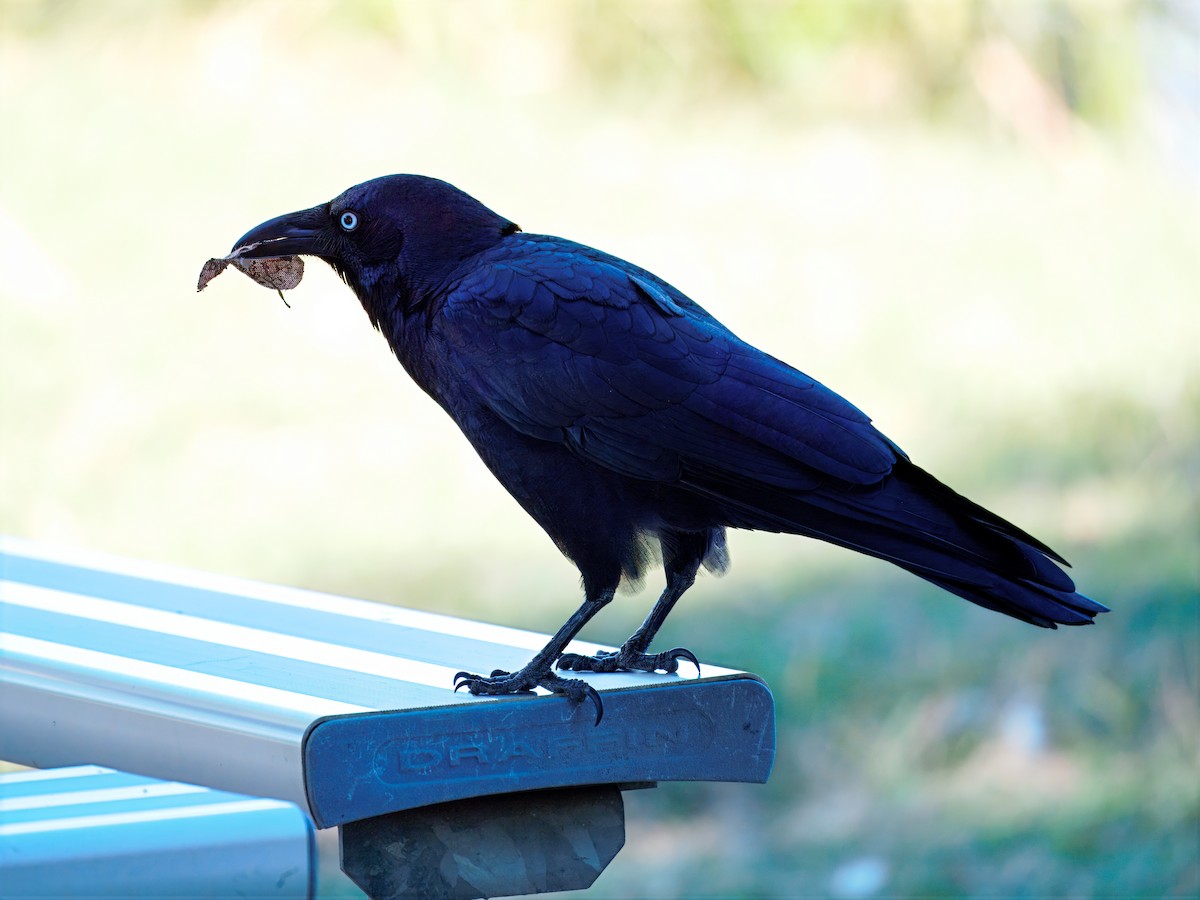 Torresian Crow - ML646335962