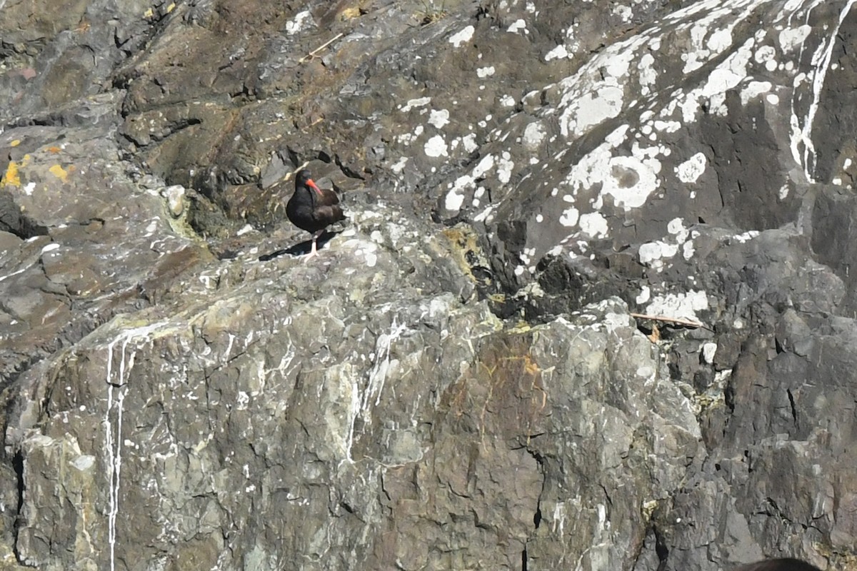 Black Oystercatcher - ML646335967