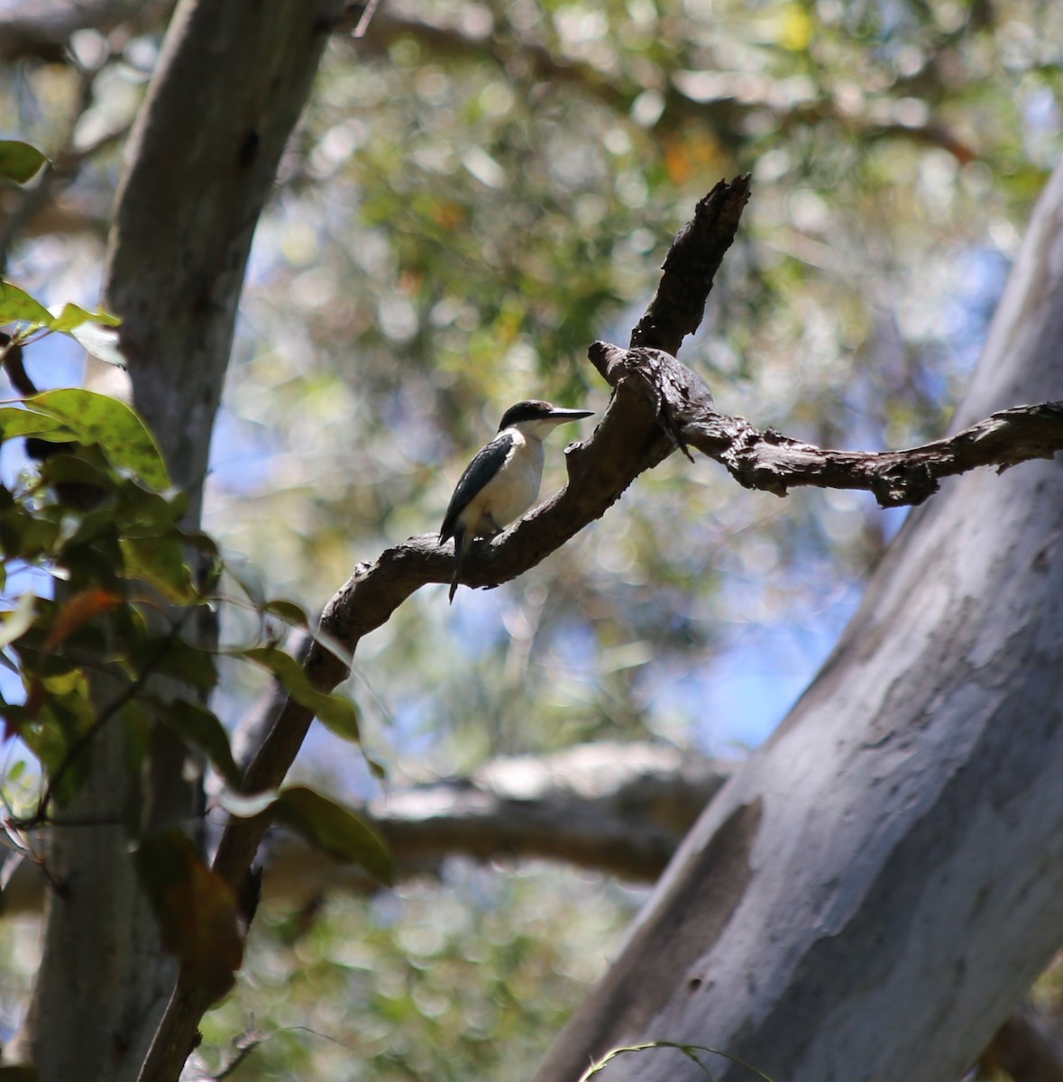 Sacred Kingfisher - ML646335969