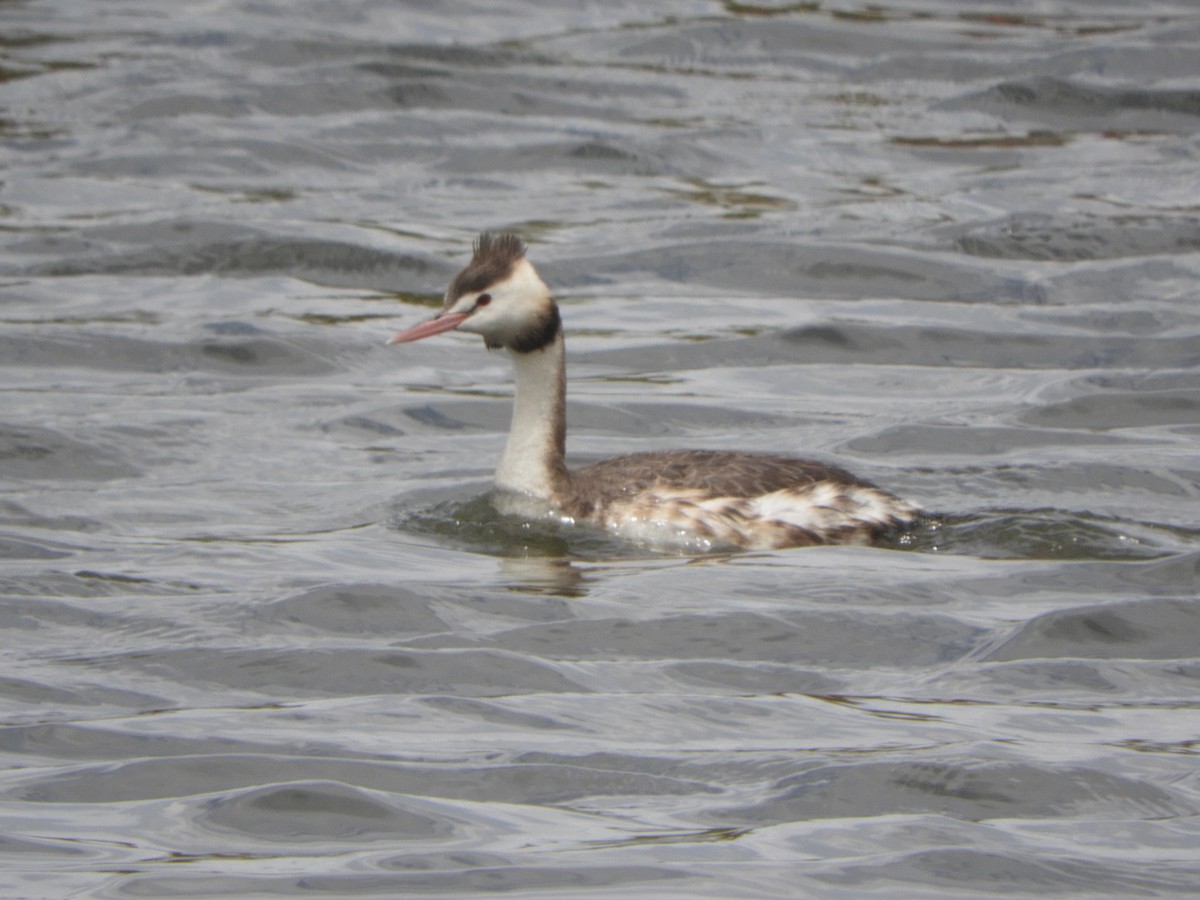 Great Crested Grebe - ML646335970