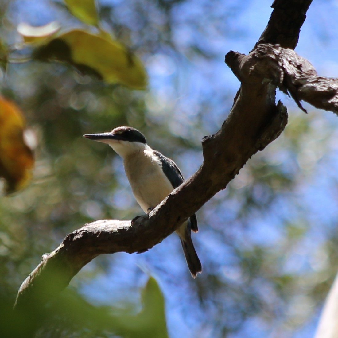 Sacred Kingfisher - ML646335971