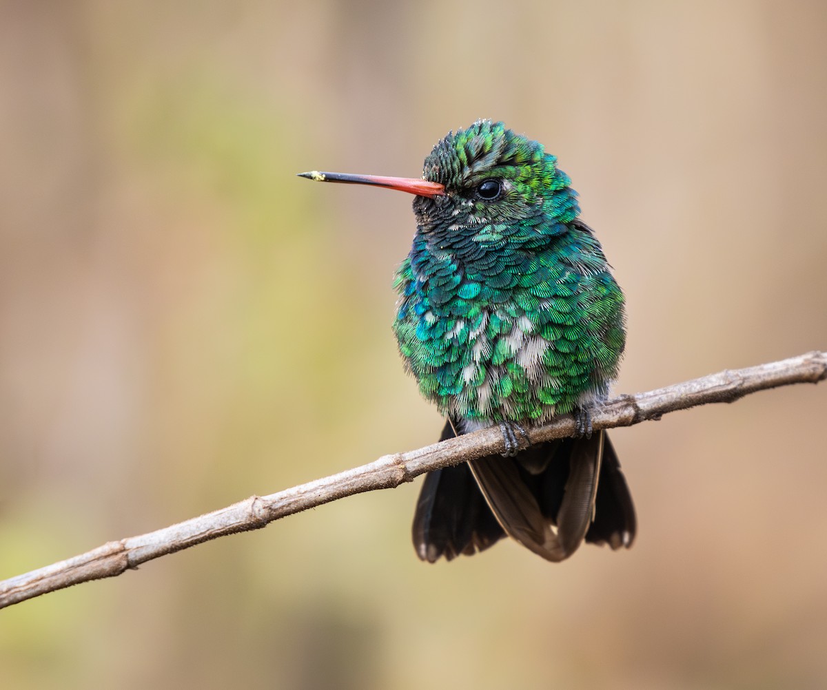Glittering-bellied Emerald - ML646335973