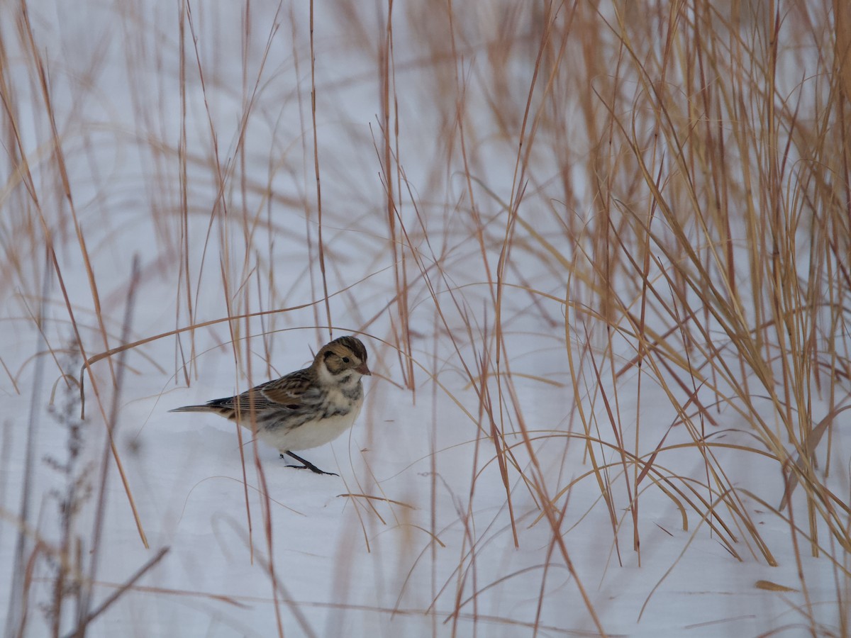 Lapland Longspur - ML646335974
