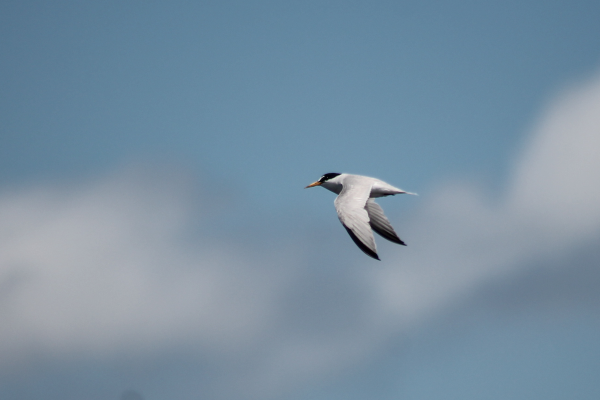 Least Tern - ML646335975