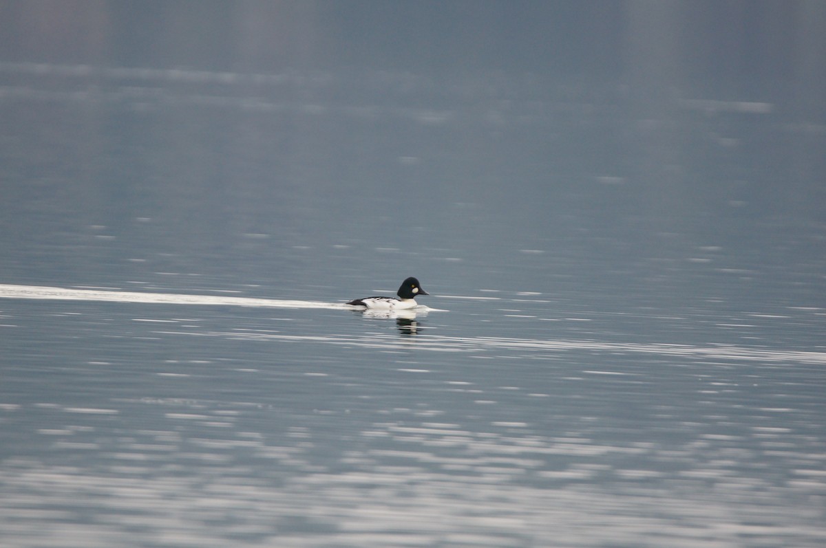 Common Goldeneye - ML646335977