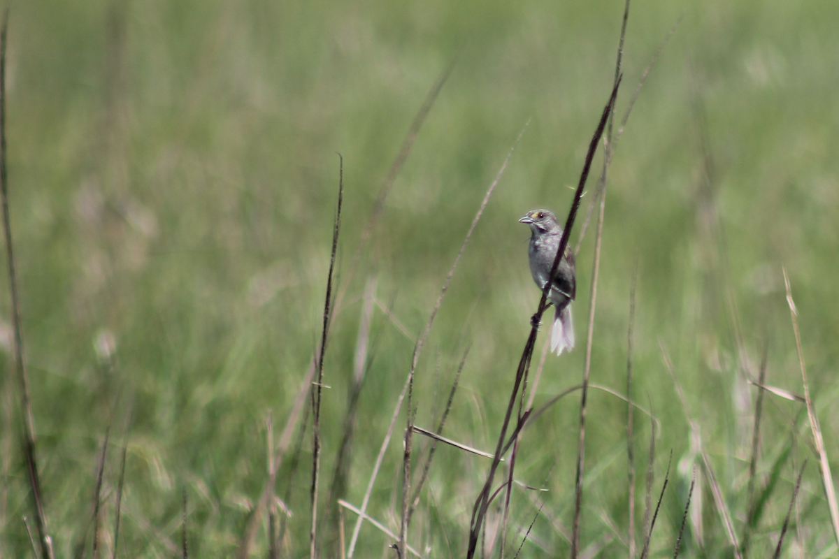 Seaside Sparrow - ML646335984
