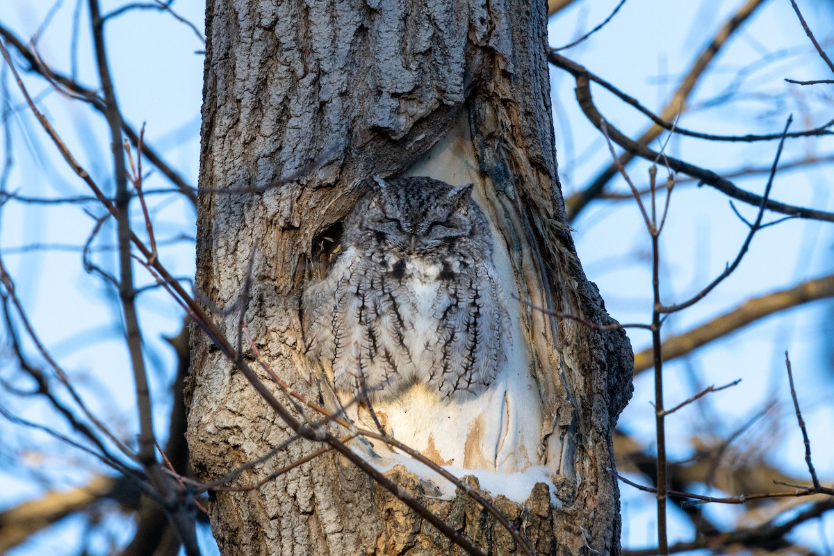 Eastern Screech-Owl - ML646335986