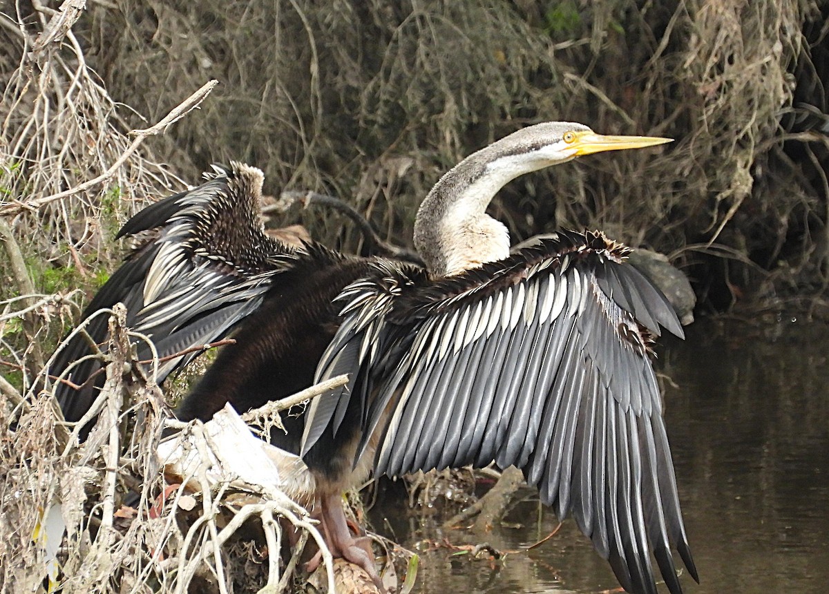 Australasian Darter - ML646335987