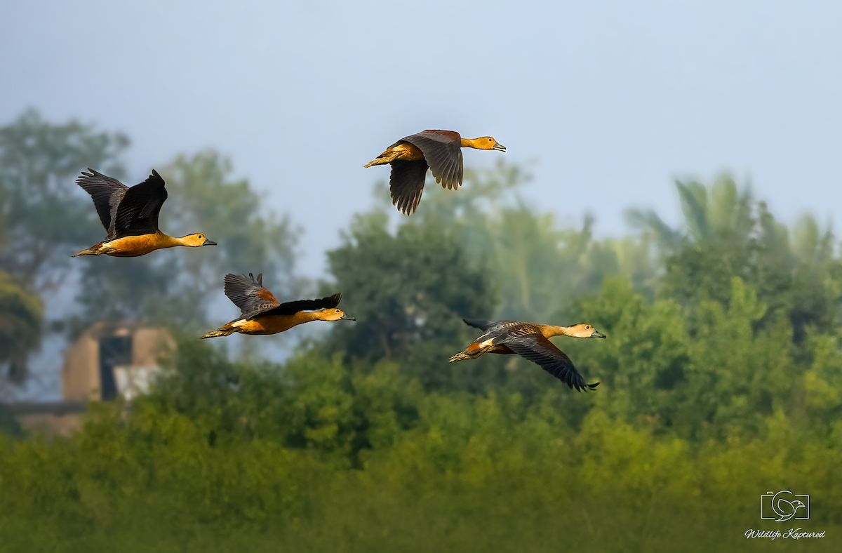Lesser Whistling-Duck - ML646335989