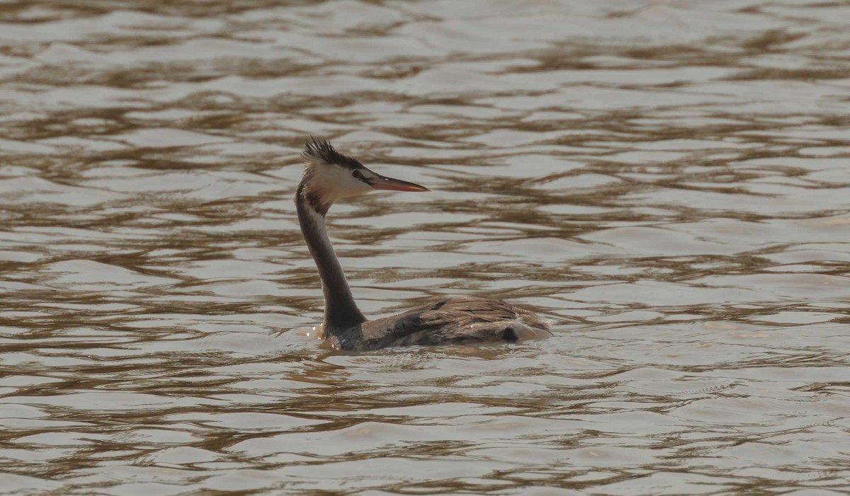 Great Crested Grebe - ML646335991