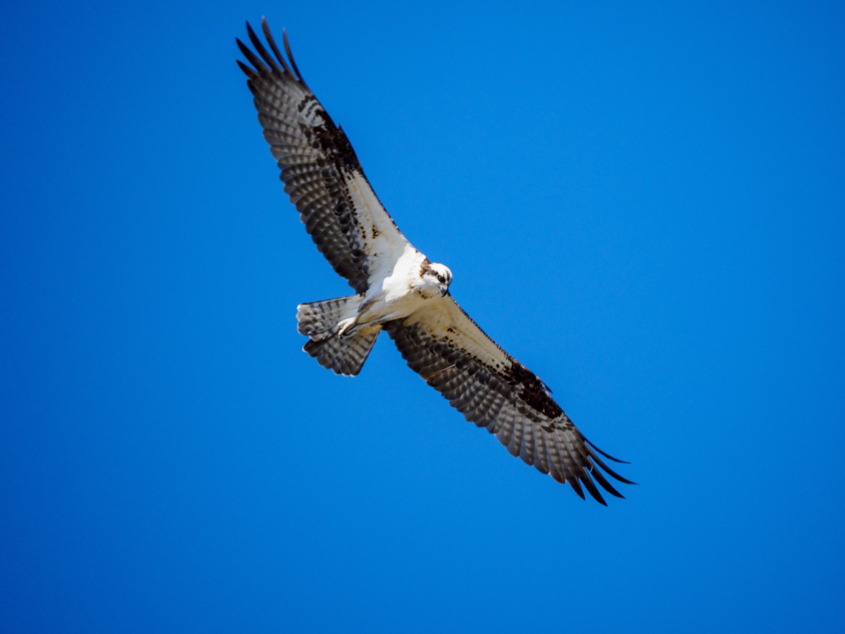 Osprey - ML646335992