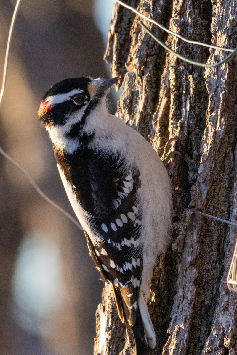 Downy Woodpecker - ML646335993