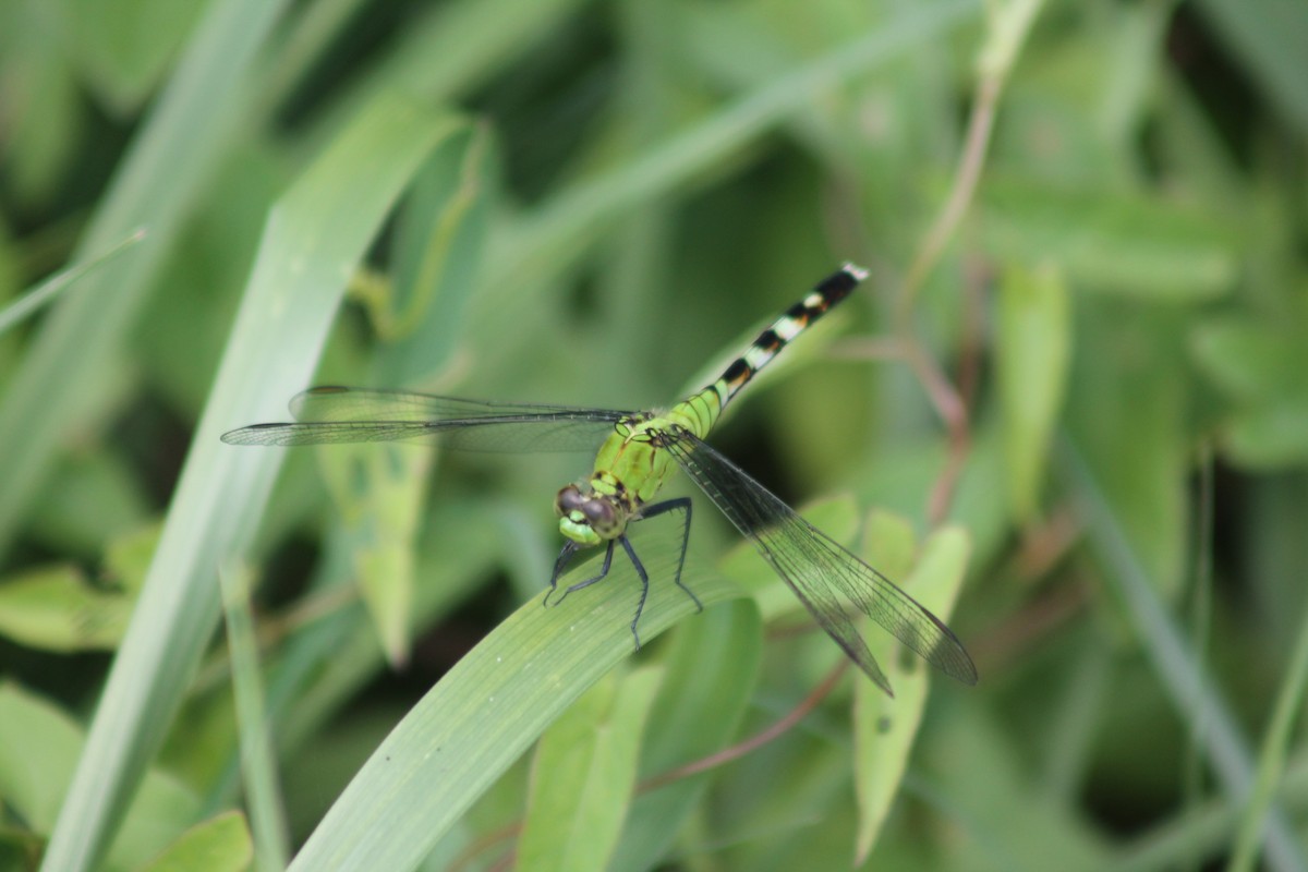 Common Green Darner - ML646335997