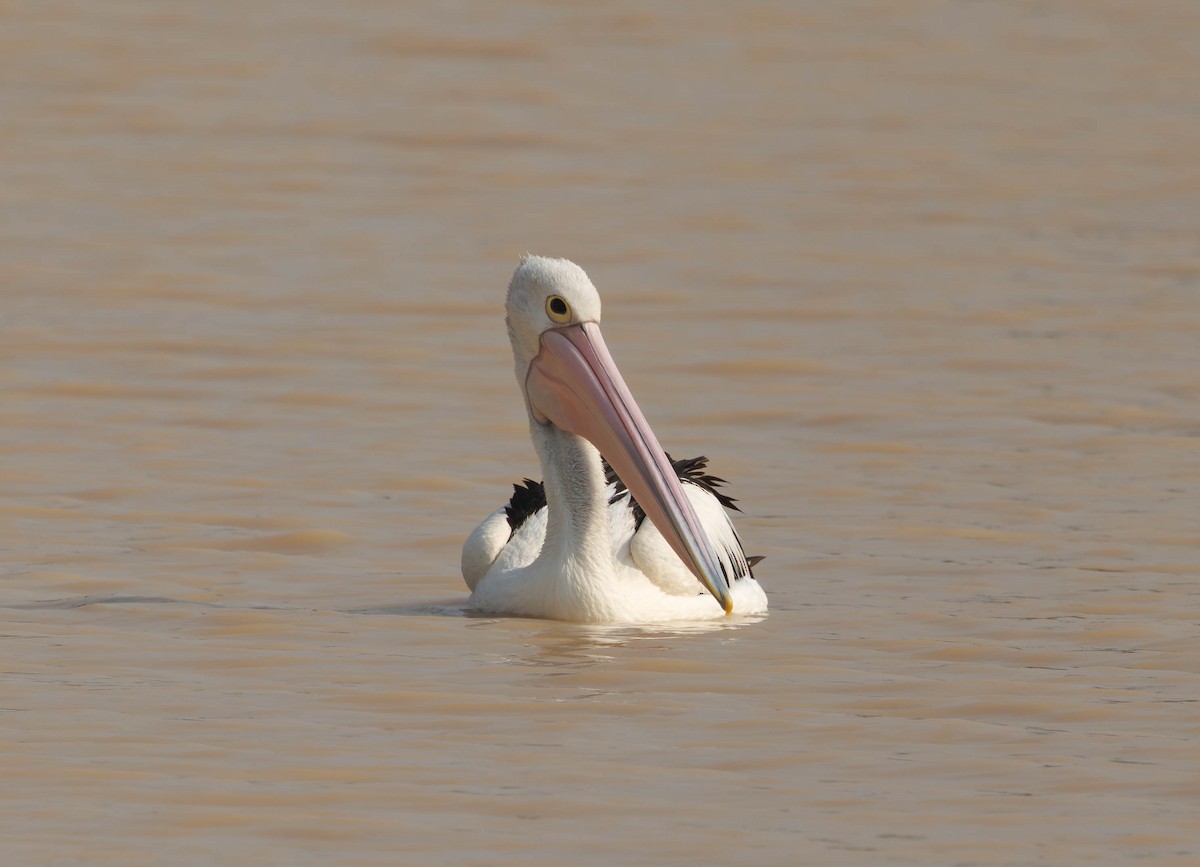 Australian Pelican - ML646335998