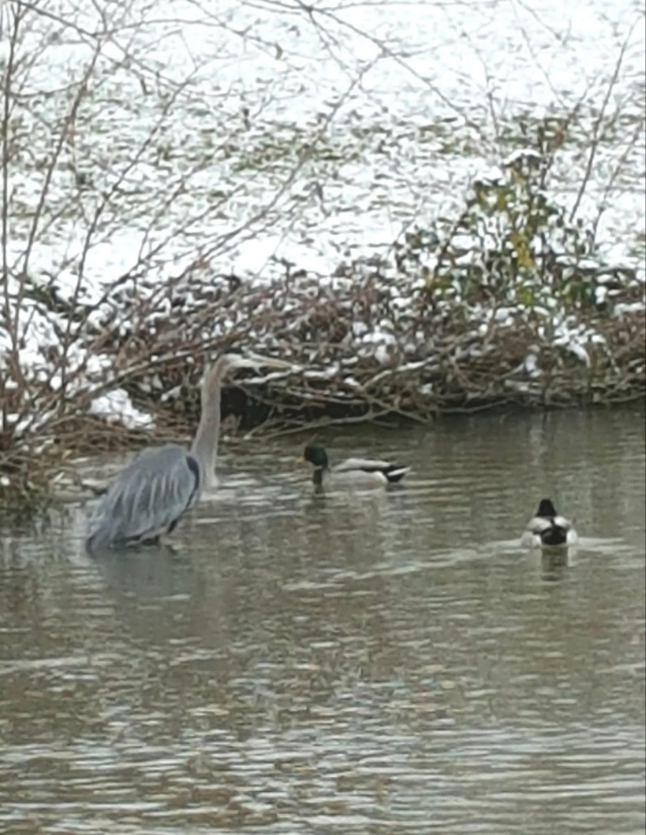 Great Blue Heron - ML646335999
