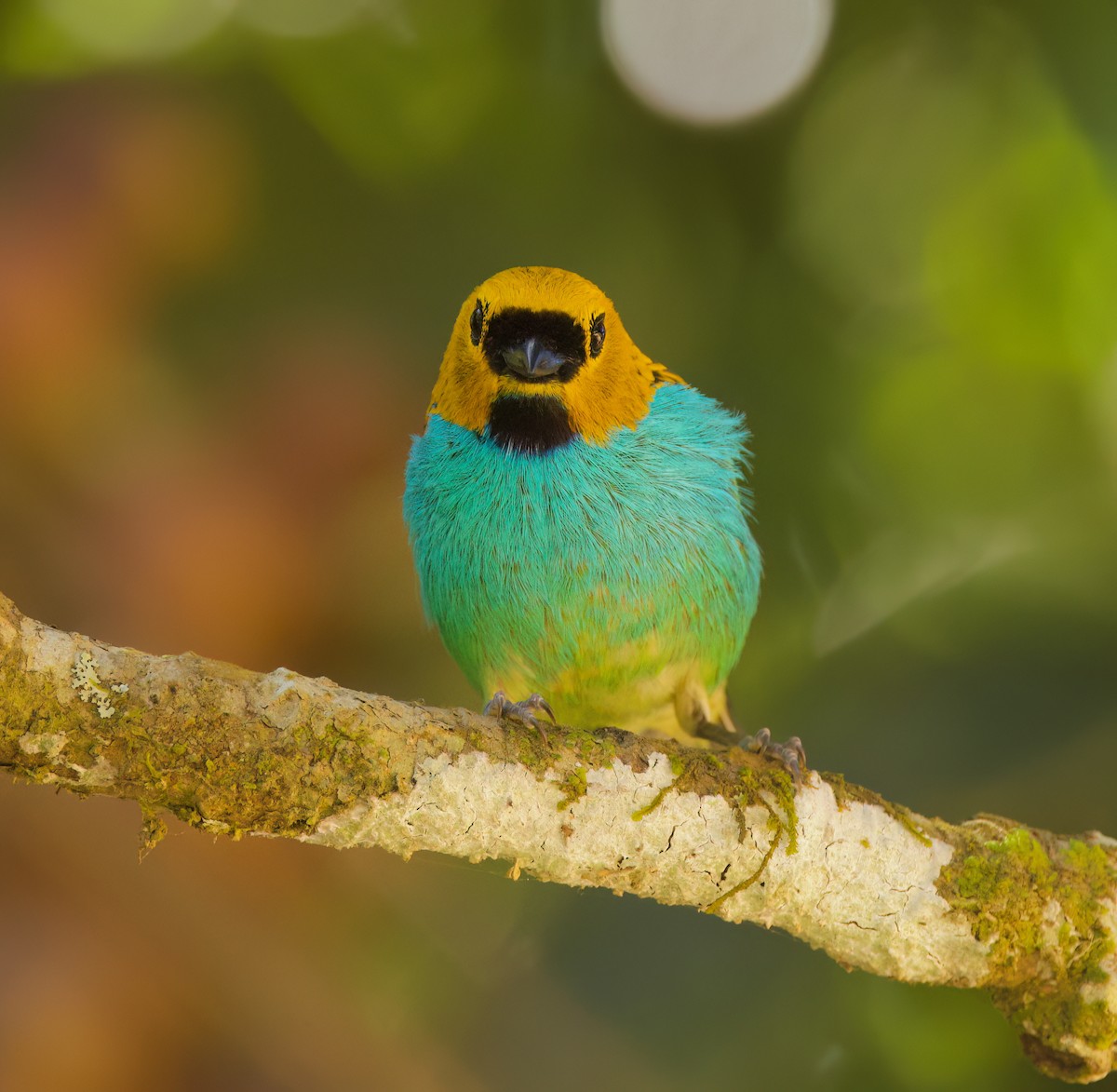 Gilt-edged Tanager - ML646336001