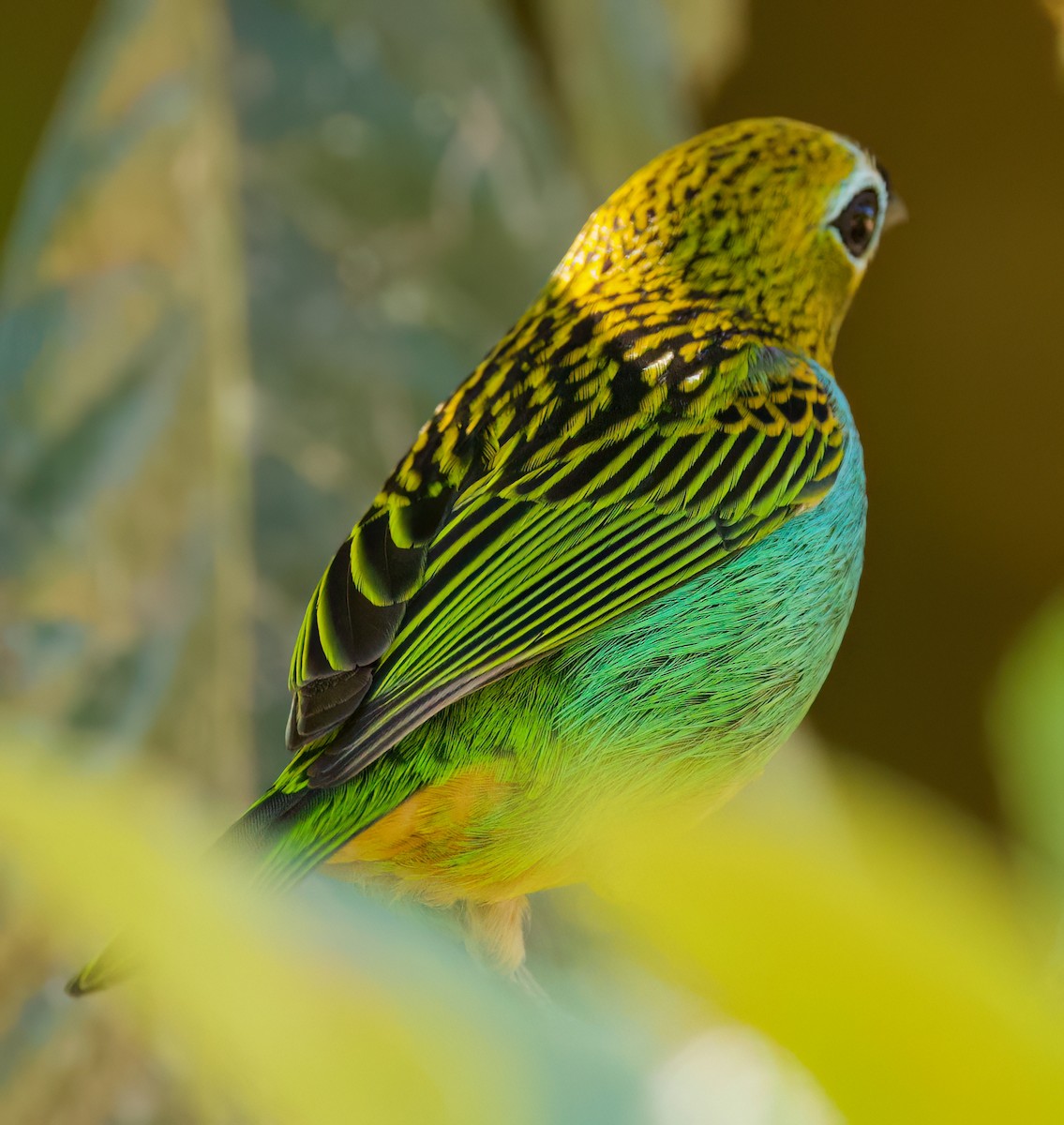 Gilt-edged Tanager - ML646336002