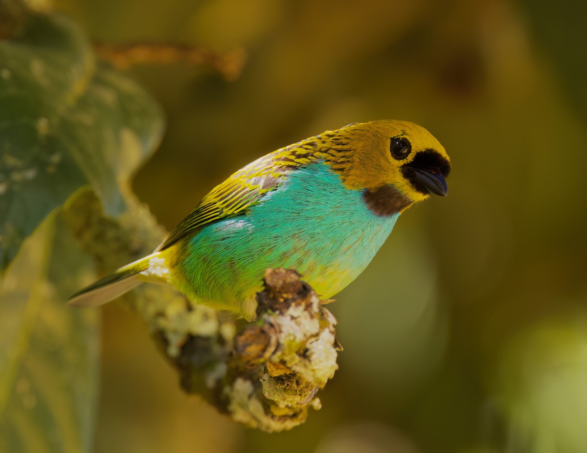 Gilt-edged Tanager - ML646336003