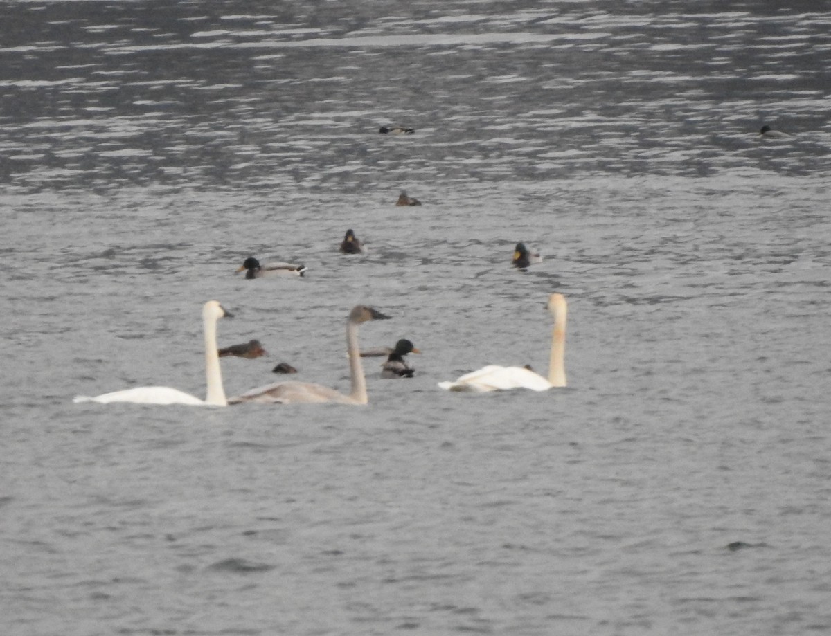 ナキハクチョウ - ML646336004