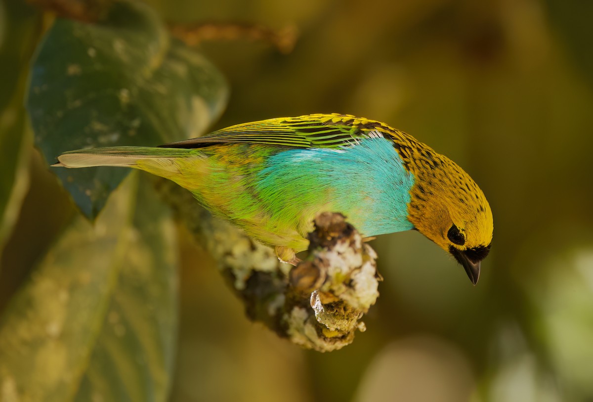 Gilt-edged Tanager - ML646336005