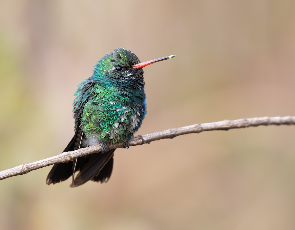 Glittering-bellied Emerald - ML646336011
