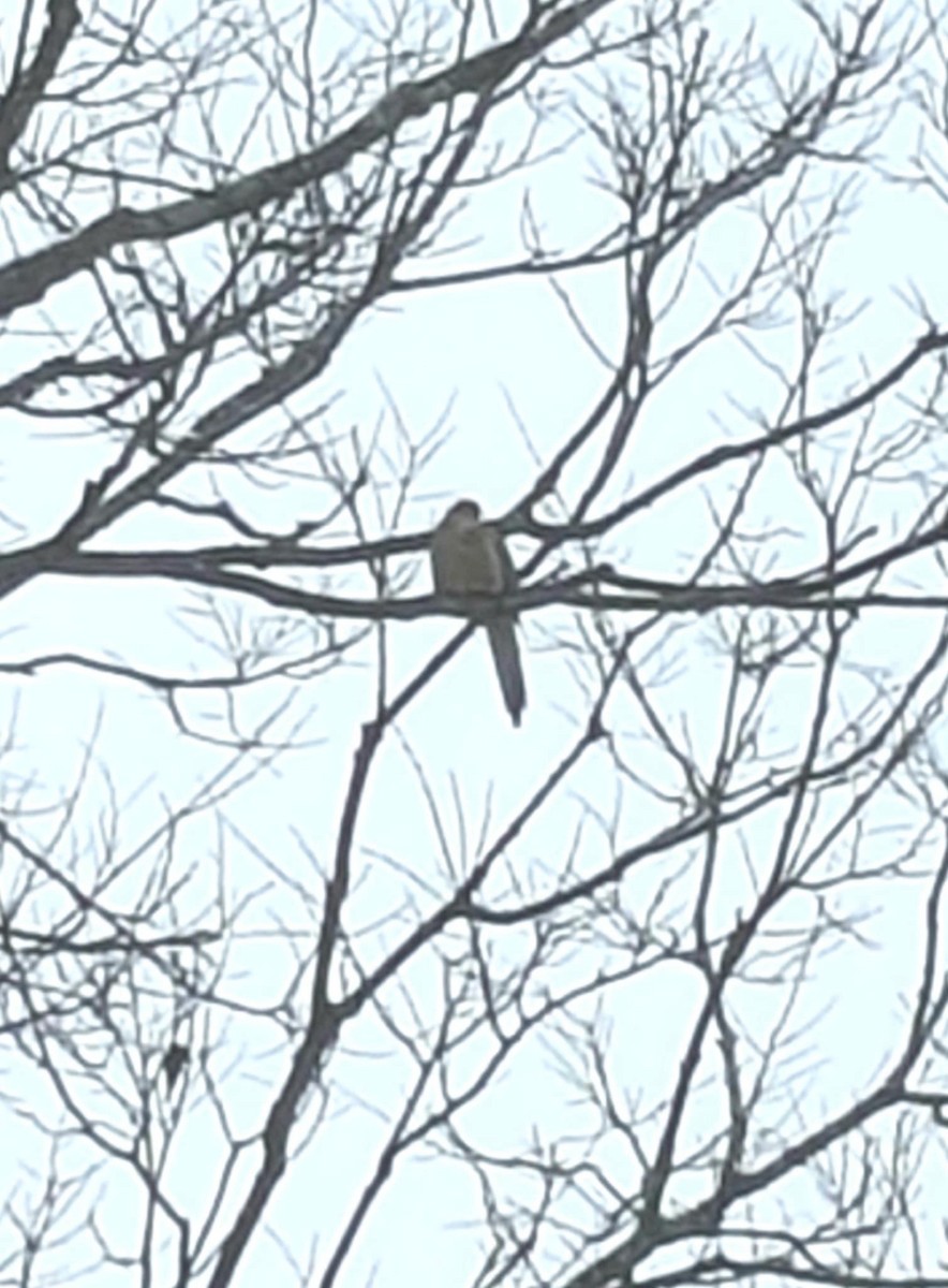 Зенаїда північна - ML646336012