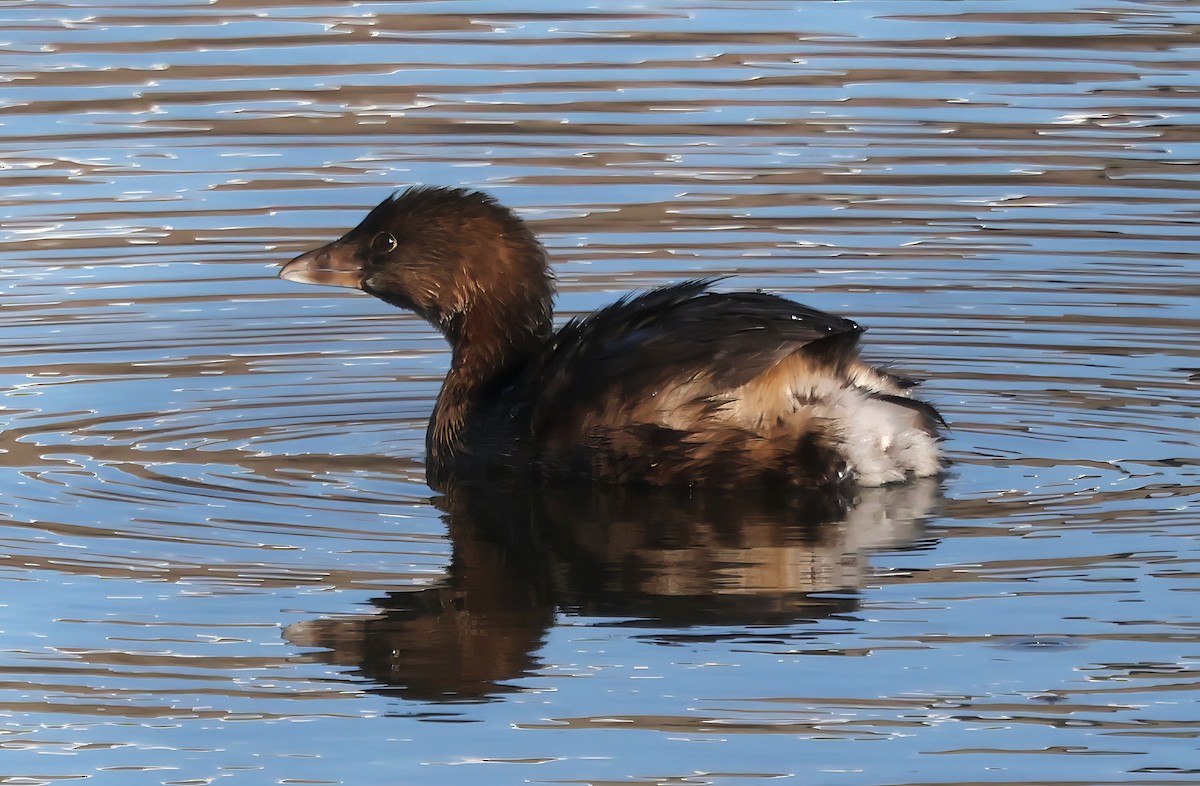 Pied-billed Grebe - ML646336013