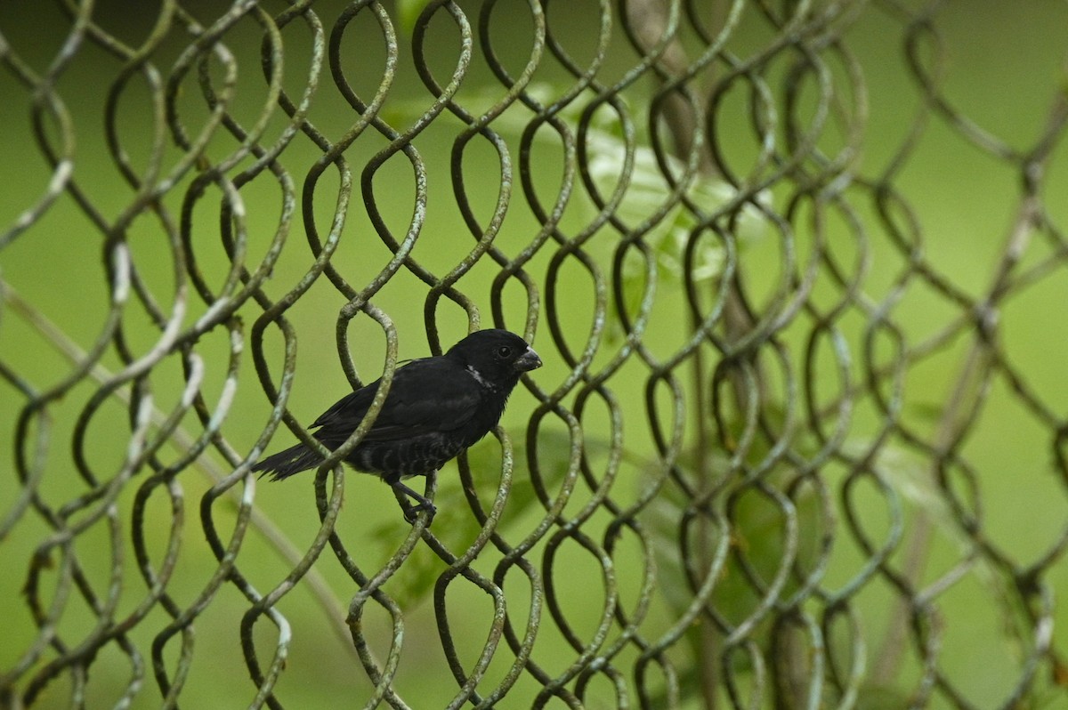 Variable Seedeater - ML646336015