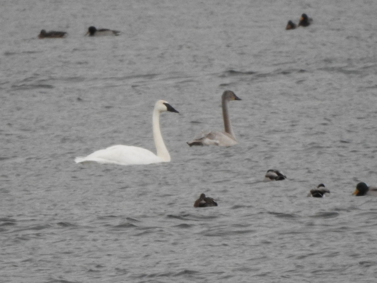 ナキハクチョウ - ML646336016